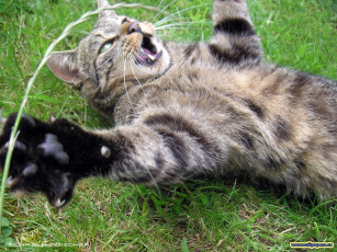 Картинка животные коты