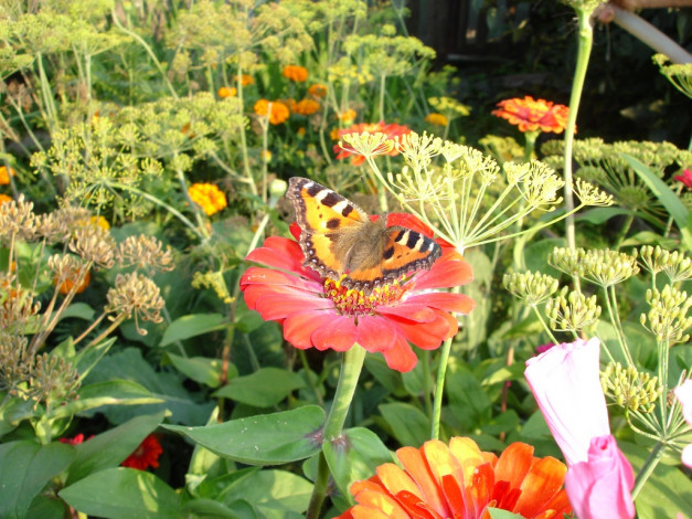 Обои картинки фото цветы, цинния