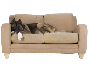 Картинка животные собаки