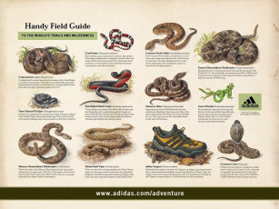 Картинка бренды adidas