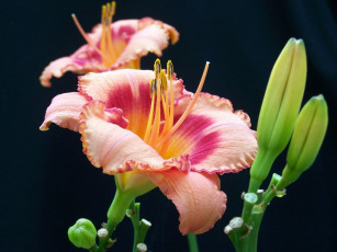 Картинка цветы лилии лилейники