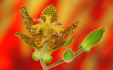 Картинка цветы орхидеи