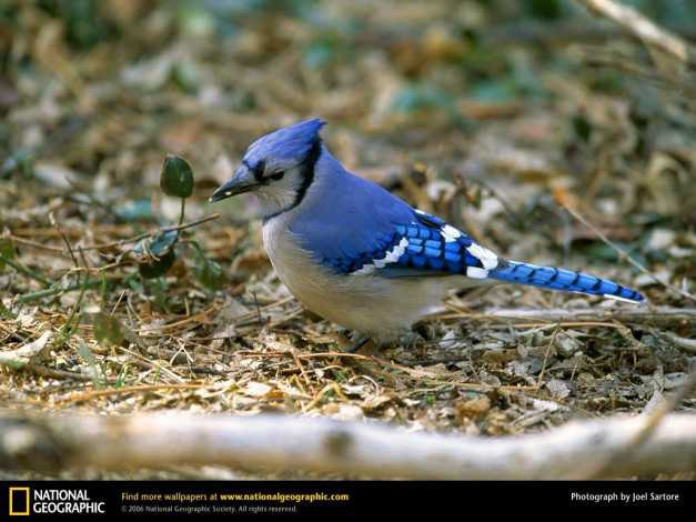 Обои картинки фото животные, сойки