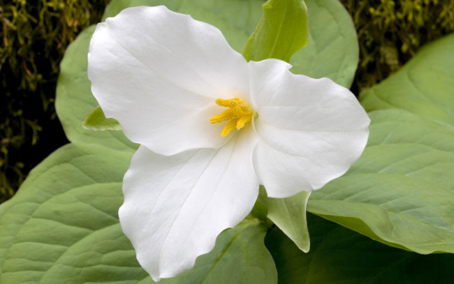 Обои картинки фото цветы, триллиумы