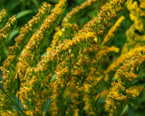 Картинка цветы