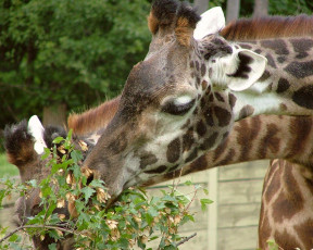 Картинка животные жирафы