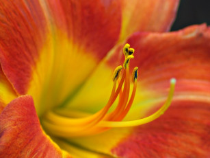 Картинка цветы лилии лилейники