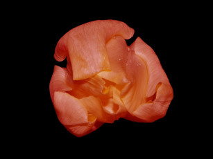 Картинка цветы тюльпаны