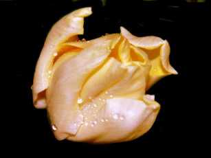 Картинка цветы тюльпаны