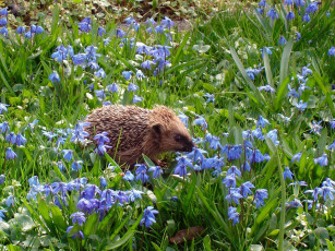 Картинка животные ежи