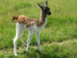 Картинка животные ламы