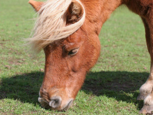 Картинка животные лошади