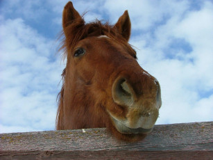 Картинка животные лошади