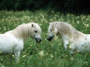 Картинка животные лошади