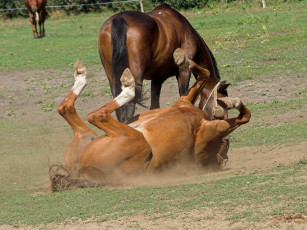 Картинка животные лошади