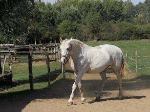 Картинка животные лошади