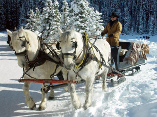 Картинка животные лошади