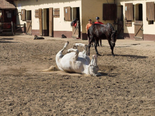 Картинка животные лошади