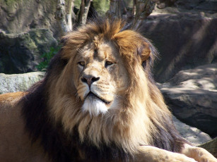 Картинка животные львы