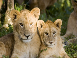 Картинка животные львы