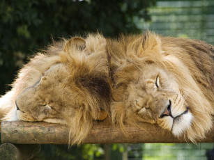 Картинка животные львы