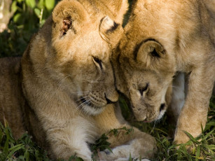 Картинка животные львы