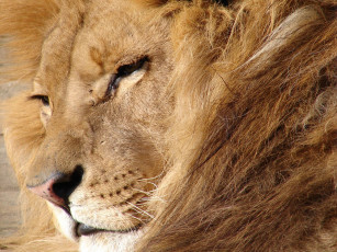 Картинка животные львы