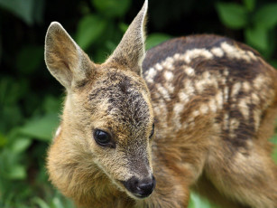 Картинка животные олени