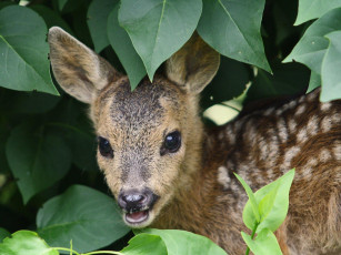 Картинка животные олени