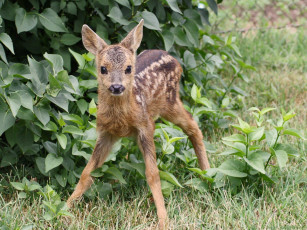 Картинка животные олени