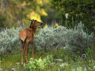 Картинка животные олени