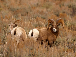 Картинка животные овцы бараны