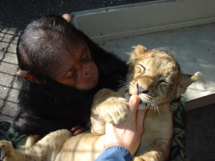 Картинка животные разные вместе