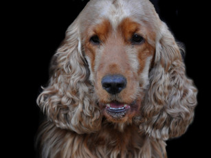 Картинка животные собаки