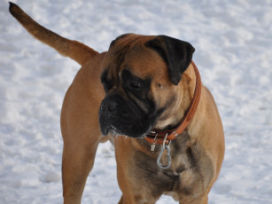 Картинка животные собаки