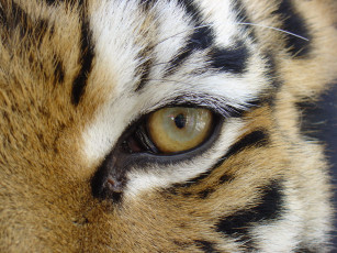 Картинка животные тигры