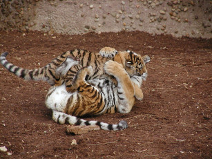 Картинка животные тигры