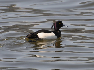 Картинка животные утки