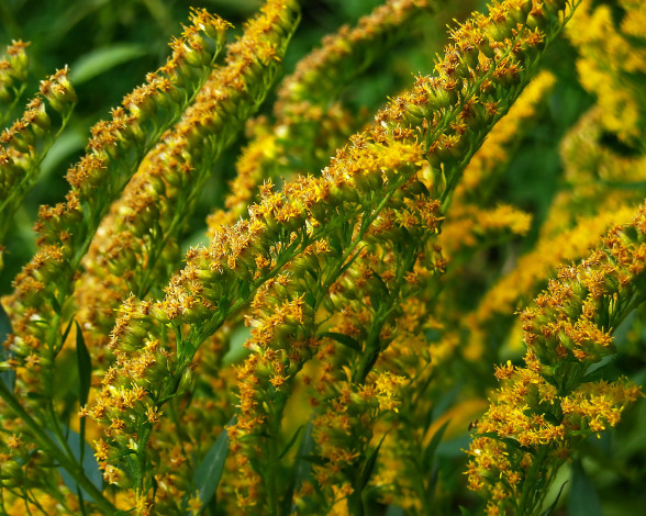 Обои картинки фото цветы