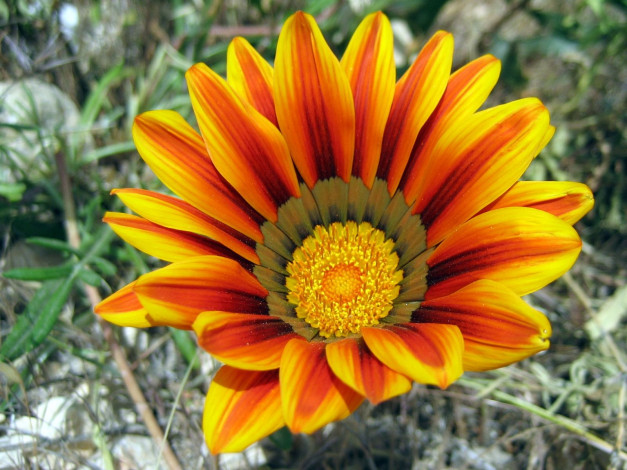 Обои картинки фото цветы, газания