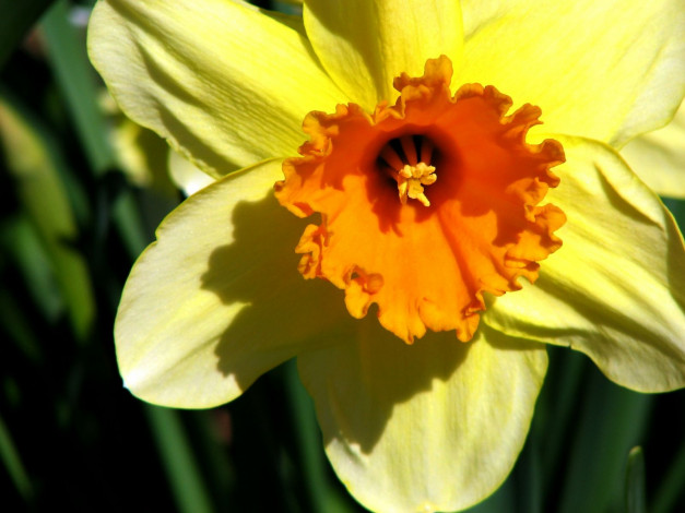 Обои картинки фото цветы, нарциссы