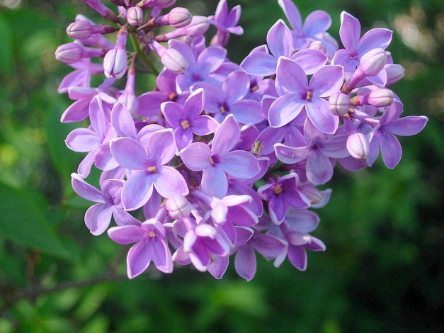 Обои картинки фото цветы, сирень