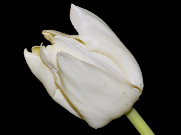 Обои картинки фото цветы, тюльпаны