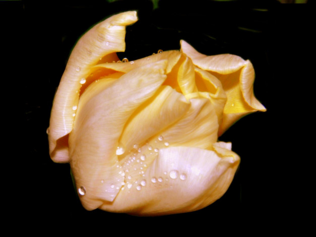 Обои картинки фото цветы, тюльпаны