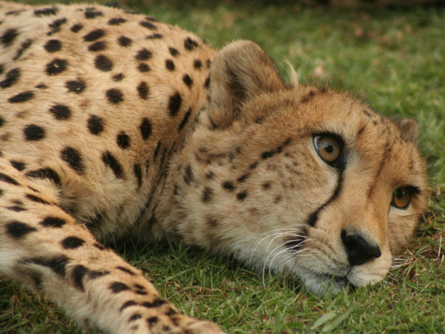 Обои картинки фото животные, гепарды