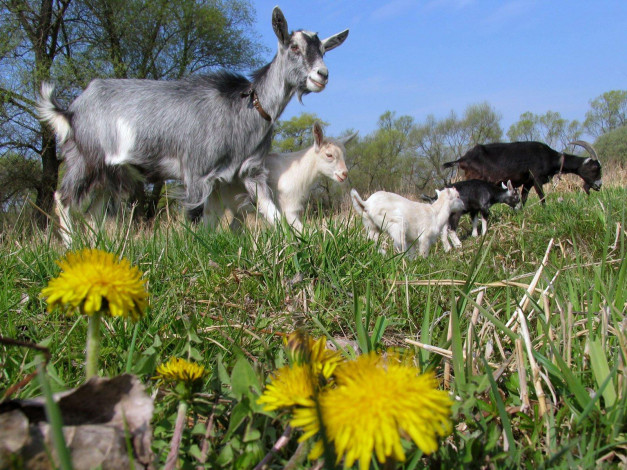 Обои картинки фото животные, козы