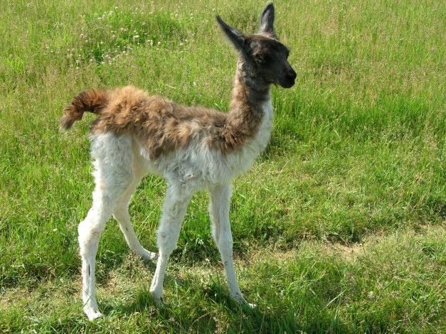 Обои картинки фото животные, ламы