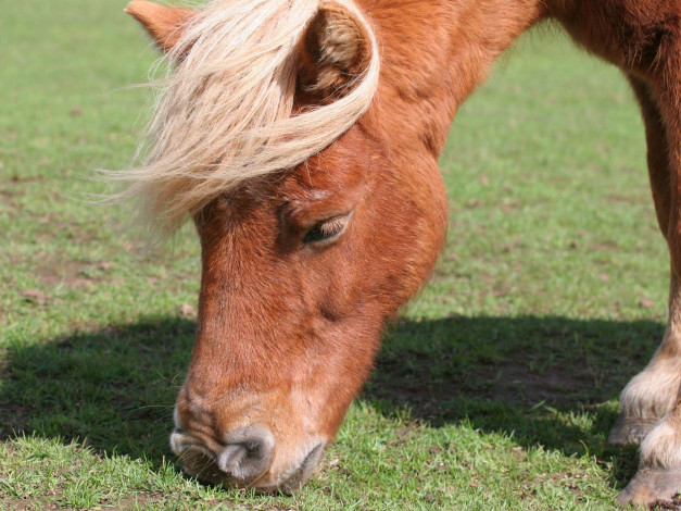 Обои картинки фото животные, лошади