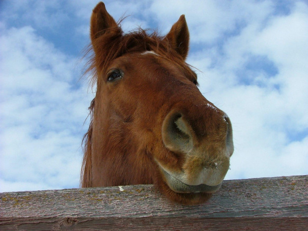 Обои картинки фото животные, лошади