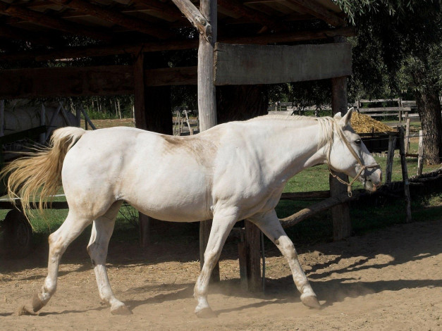 Обои картинки фото животные, лошади